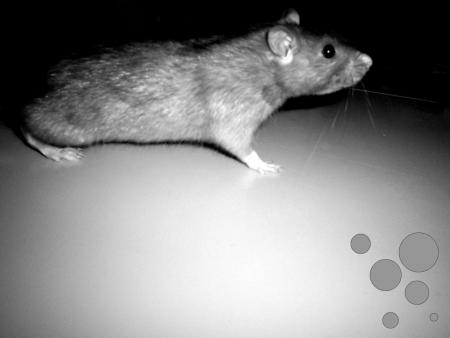 Juste un rat
