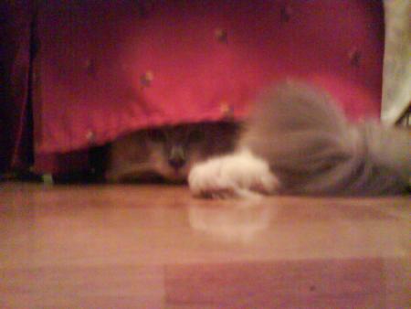achil qui s'cache
